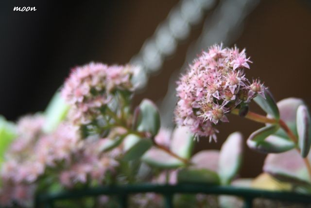 sedum sieboldi